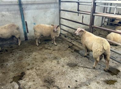 Pure Bred Charlollais Ram Lambs for sale