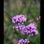 Verbena banariensis Image 3