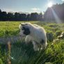 Pygmy goat Image 4