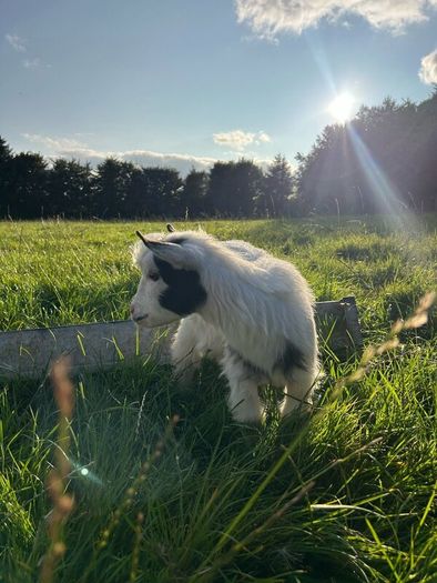 Pygmy goat