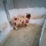 Hybrid ram Lamb Image 3