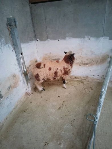 Hybrid ram Lamb