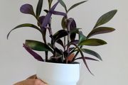 Tradescantia purpurea