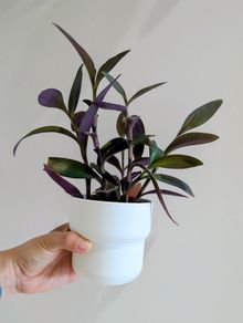Tradescantia purpurea