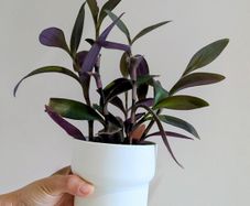 Tradescantia purpurea
