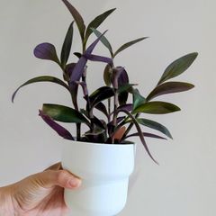 Tradescantia purpurea