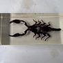 Vintage encapcilated scorpion in resin Image 2
