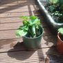 Sage Plant Image 3