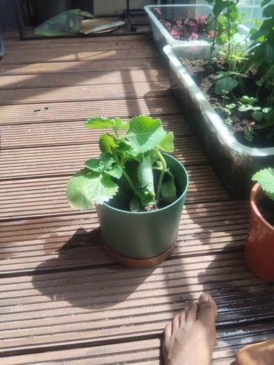 Sage Plant