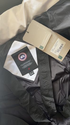 Canada goose