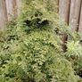 False Cypress  Tree Image 3