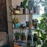 Avoca Gold Metal and Glass Display Shelf Image 3