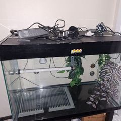 Leopard Gecko Vivarium / Reptile Tank , Full Setup