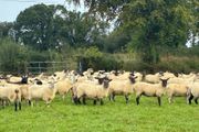 Hogget sheep