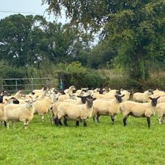 Hogget sheep