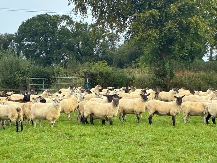 Hogget sheep