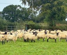 Hogget sheep