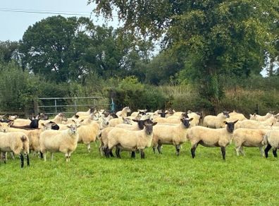 Hogget sheep