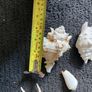 Shells Image 4