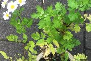 2 Feverfew plant companion medicinal plant