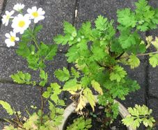 2 Feverfew plant companion medicinal plant