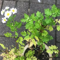 2 Feverfew plant companion medicinal plant