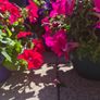 Hanging basket Image 7
