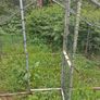 chicken run Image 4