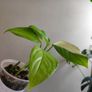 No.2 Monstera Acacoyaguensis Variegated Image 7