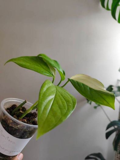 No.2 Monstera Acacoyaguensis Variegated