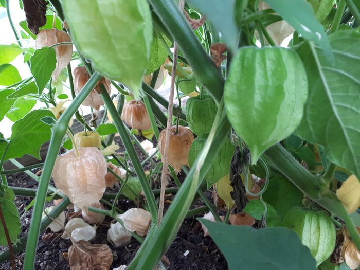 Physalis Seeds