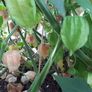 Physalis Seeds Image 3