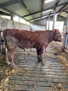 Registered Purebred Shorthorn Bull