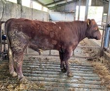 Registered Purebred Shorthorn Bull