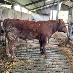 Registered Purebred Shorthorn Bull