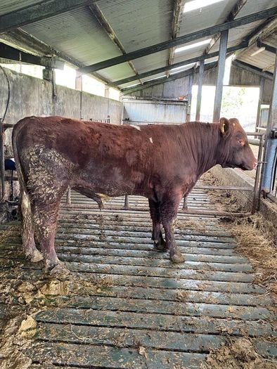 Registered Purebred Shorthorn Bull