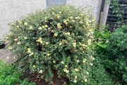 Mature garden shrub