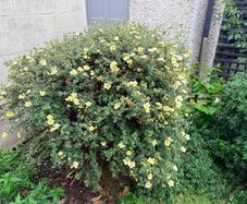 Mature garden shrub
