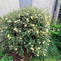 Mature garden shrub