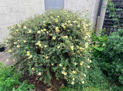 Mature garden shrub