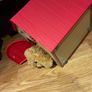 Little live pets kennel and dog Image 2