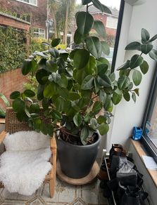 ficus plant