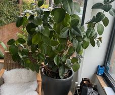 ficus plant