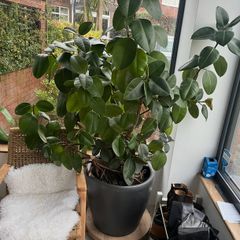 ficus plant