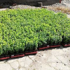 Box Hedging