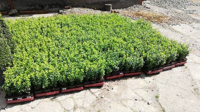 Box Hedging