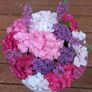 Hydrangea Image 2