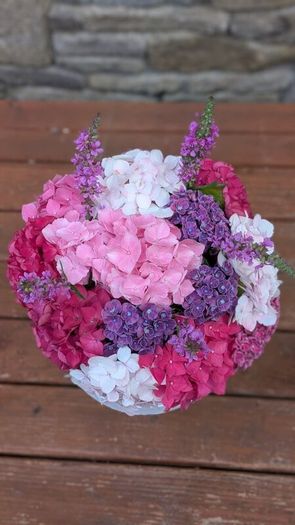 Hydrangea