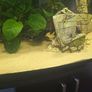 fish tank Image 4