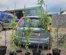 clearance of 7 trees.